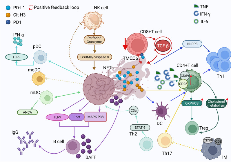 Exploring neutrophil extracellular traps: mechanisms of immune regulation and future therapeutic potential.