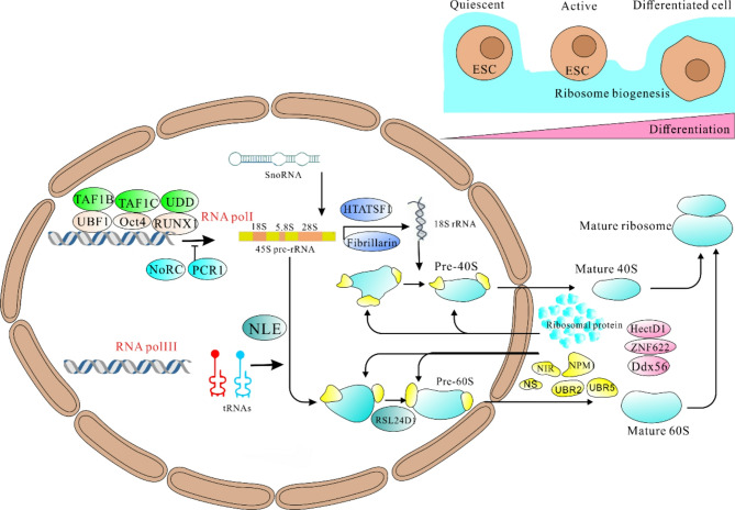 Emerging roles of ribosome translation in stem cells and stem cell therapy - a review.