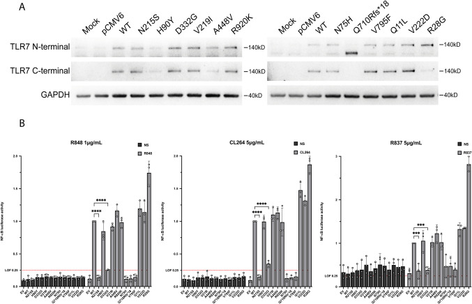 From Rare to Common: Genetic Insights into TLR7 Variants in a Multicentric Spanish Study on COVID-19 Severity.