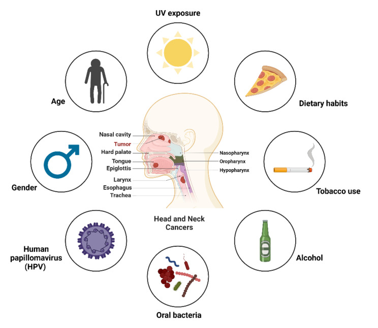 Advances and challenges in CAR-T cell therapy for head and neck squamous cell carcinoma.