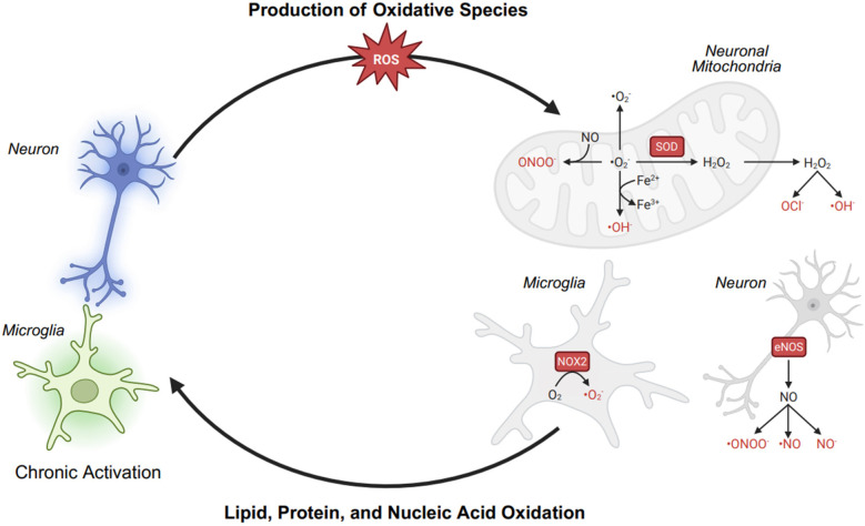 Redox reactions in chronic pain: mechanisms and relevance in fibromyalgia.