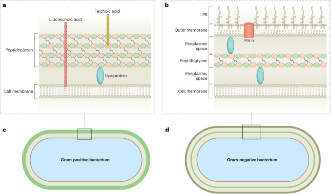 Comprehensive review of bacterial death mechanism on nanopillared nanostructured surfaces.