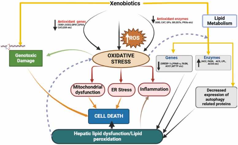 Liver disorders and phytotherapy.
