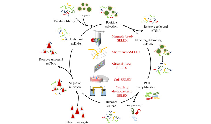 [Advances in exosome-targeting aptamer-screening techniques].