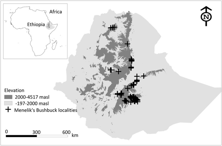 Modelling of past, current and future distribution of suitable habitat for Menelik's bushbuck (Tragelaphus sylvaticus meneliki Neumann, 1902) in the Ethiopian highlands.