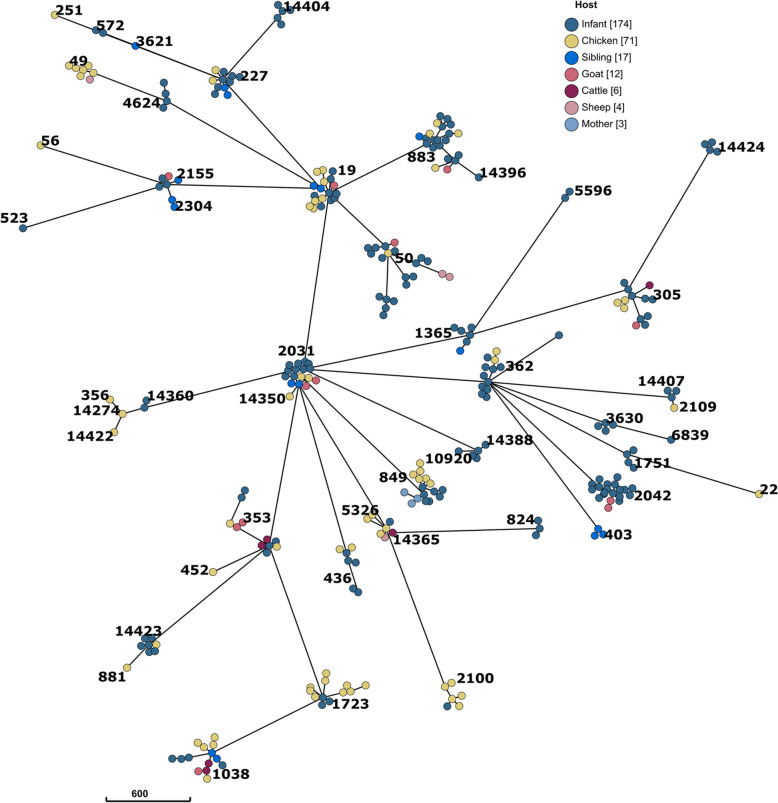 Transmission pathways of Campylobacter jejuni between humans and livestock in rural Ethiopia are highly complex and interdependent.