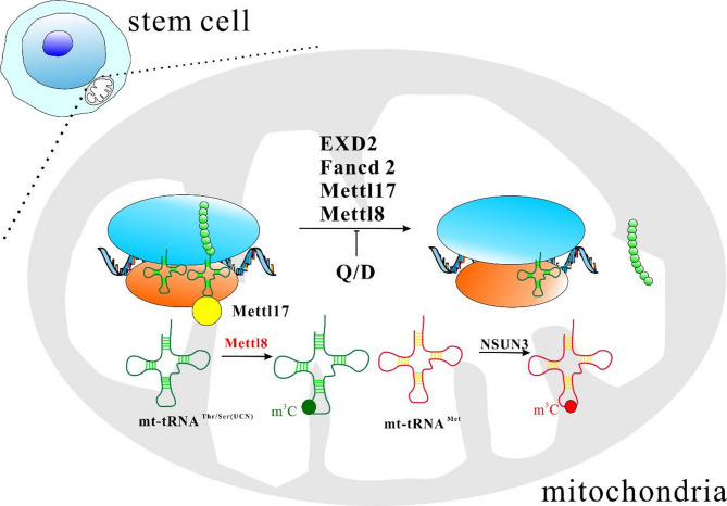 Emerging roles of ribosome translation in stem cells and stem cell therapy - a review.