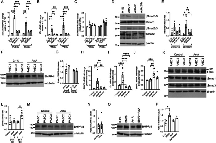 Activin-A Regulates Bone Morphogenetic Protein Signaling in Pulmonary Endothelial Cells Without Affecting Bone Morphogenetic Protein Type-II Receptor Expression.