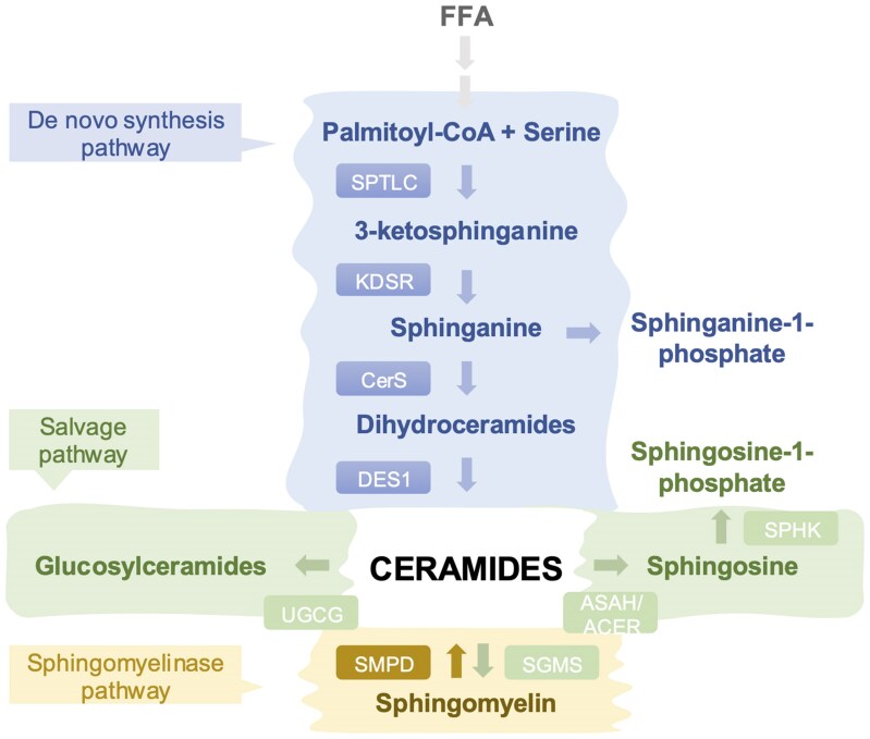 The role of sphingolipids in heart failure.