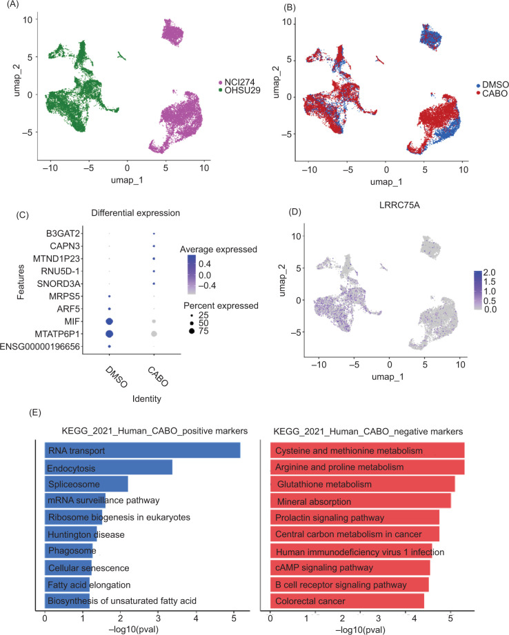 Cabozantinib-Exposed Renal Cell Carcinoma Organoids Suggest Transcriptomic Associations with Treatment Resistance in Clear Cell and Nonclear Cell Tumors.