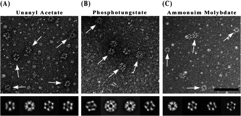 Technical approaches of 3D reconstruction from protein complex using the mixture of differently stained images: providing suggestive evidence for improving its resolution