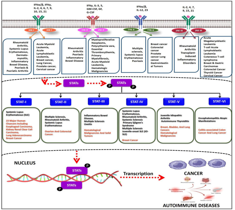JAK-STAT Signaling in Autoimmunity and Cancer.