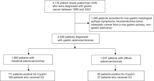 <i>Helicobacter pylori</i> infection negatively affects response of gastric cancer to immunotherapy.