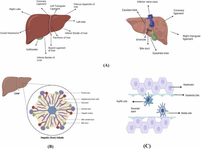 Liver disorders and phytotherapy.