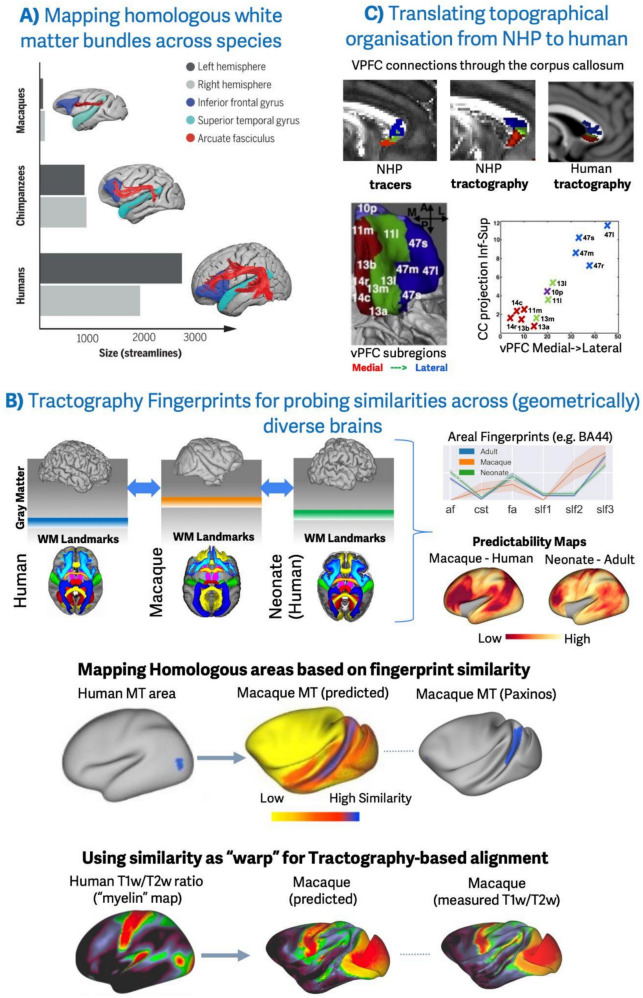Cross-species neuroanatomy in primates using tractography.