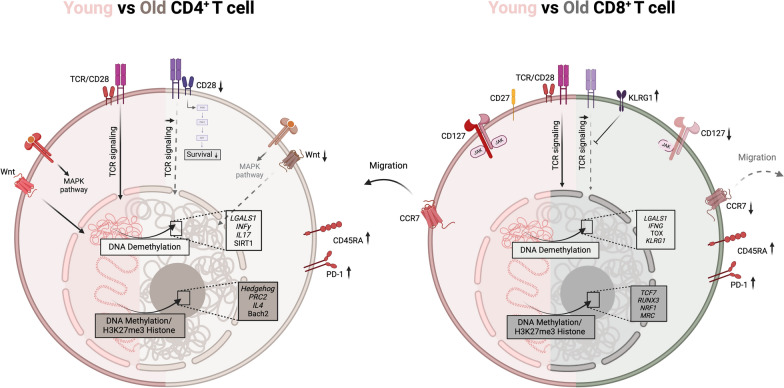 Meta-epigenetic shifts in T cell aging and aging-related dysfunction.