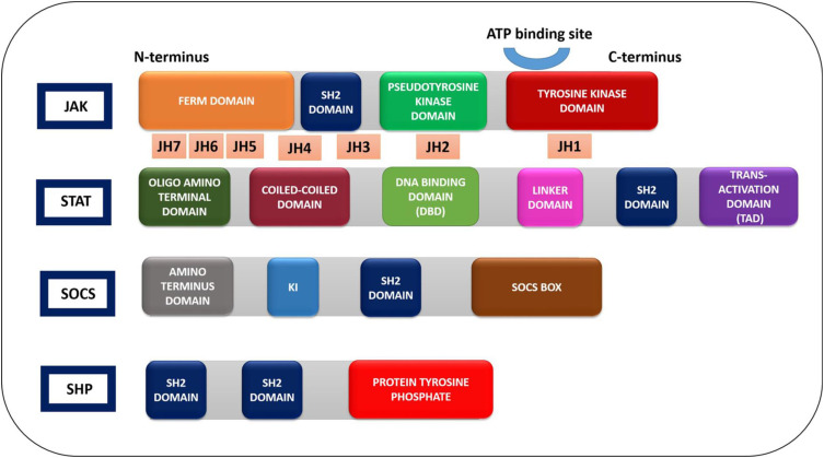 JAK-STAT Signaling in Autoimmunity and Cancer.
