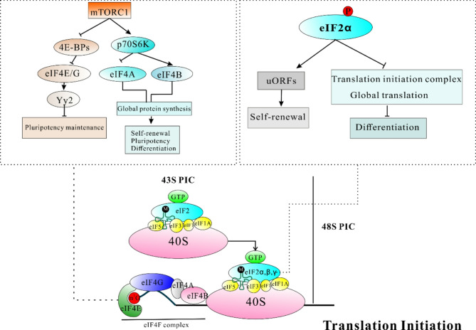 Emerging roles of ribosome translation in stem cells and stem cell therapy - a review.