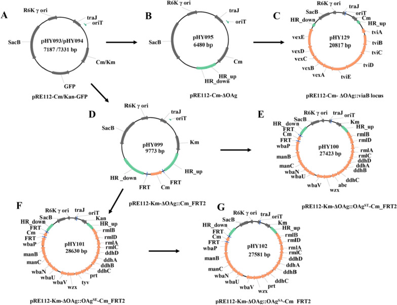 Genetic engineering of E. coli K-12 for heterologous carbohydrate antigen production.