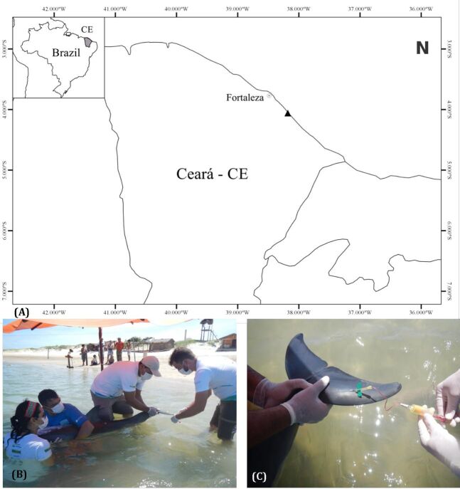 Capture myopathy in a wild Clymene dolphin (<i>Stenella clymene</i>) stranded alive on the coast of Ceará State, Brazil.