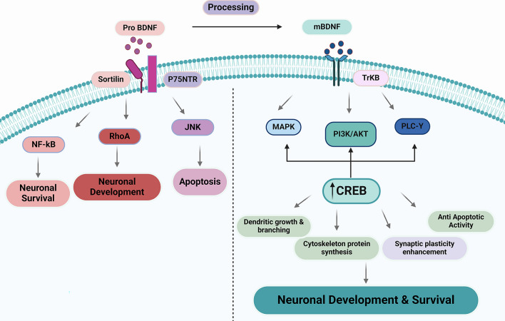 Unlocking Alzheimer's Disease: The Role of BDNF Signaling in Neuropathology and Treatment.