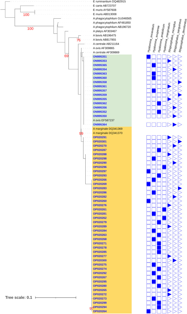 Molecular detection and characterization of spotted fever group <i>Rickettsia</i> and <i>Anaplasma</i> in ticks from Pakistan.