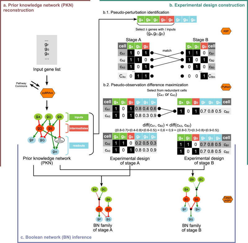 Deep exploration of logical models of cell differentiation in human preimplantation embryos.