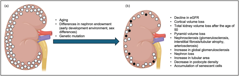 The boundaries of normal kidney tissue for biomedical research.