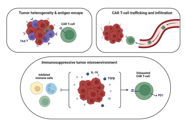 Advances and challenges in CAR-T cell therapy for head and neck squamous cell carcinoma.