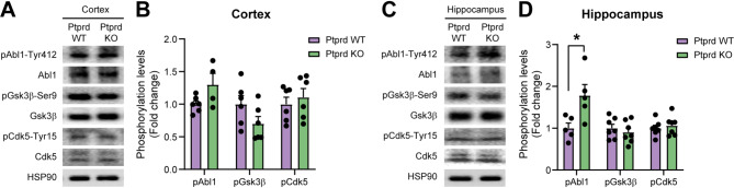 Ptprd deficiency promotes tau hyperphosphorylation and impairs cognitive function in aged mice.