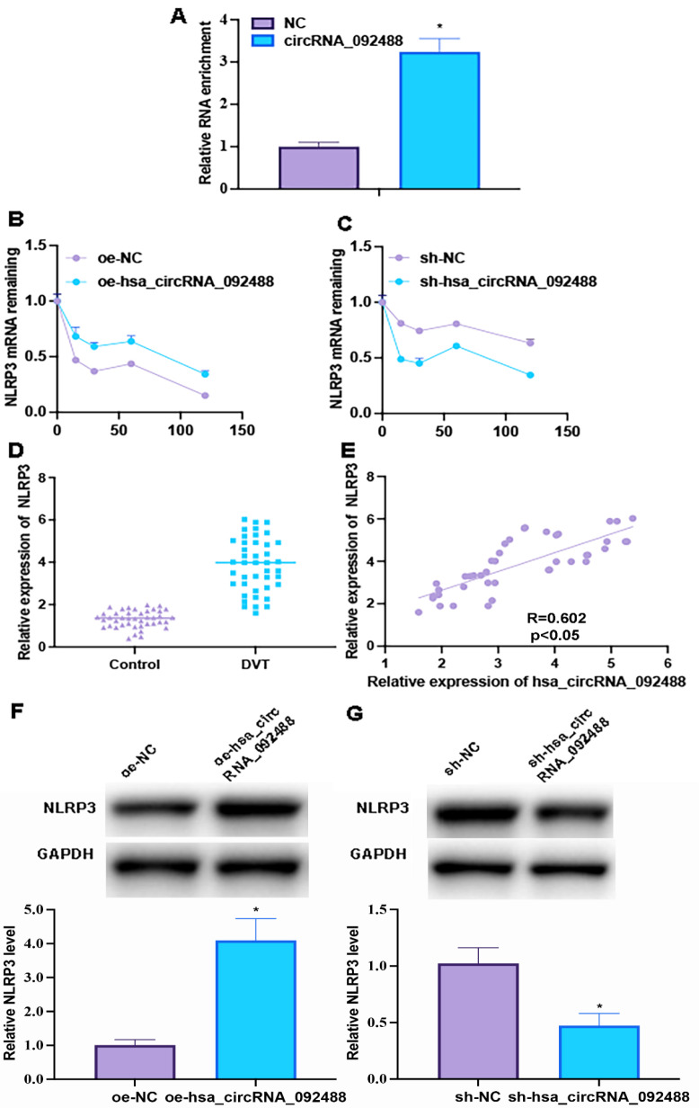 hsa_circRNA_092488 Exacerbates the Progression of Deep Vein Thrombosis Through the NLRP3/NF-κB Signaling Pathway
