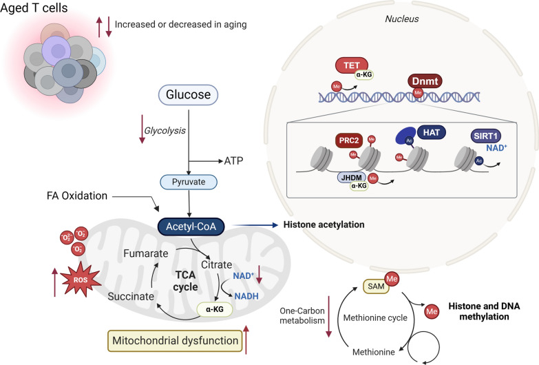 Meta-epigenetic shifts in T cell aging and aging-related dysfunction.