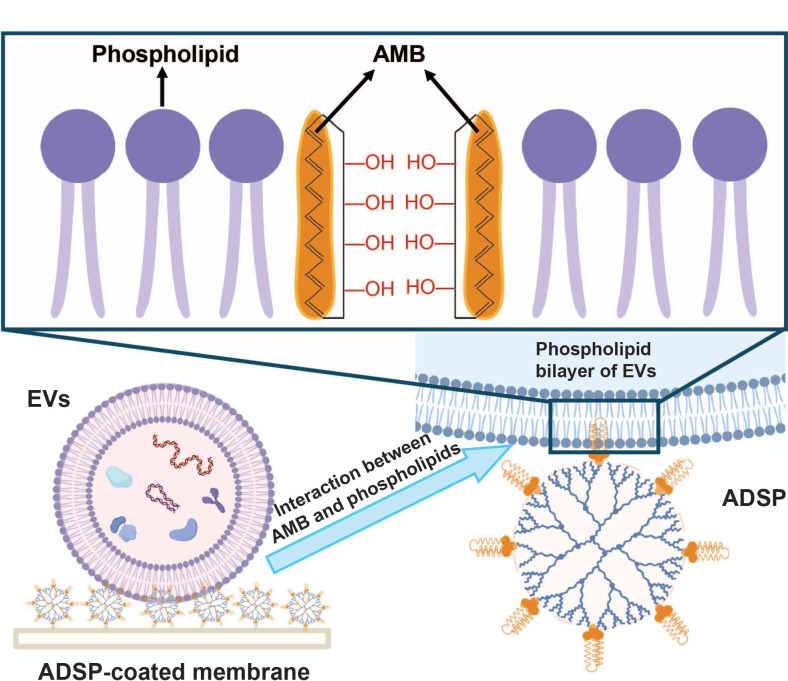 [Progress and prospect of separation and analysis of single-cell and single-particle exosomes].