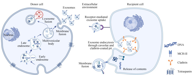 [Recent advances on the role of exosomes in neurodegenerative diseases].