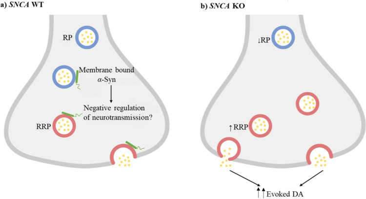 Exploring α-Syn's Functions Through Ablation Models: Physiological and Pathological Implications.