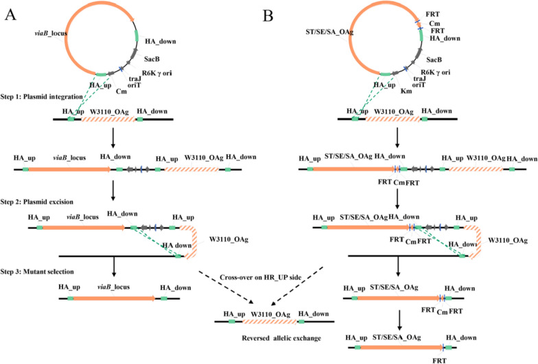 Genetic engineering of E. coli K-12 for heterologous carbohydrate antigen production.