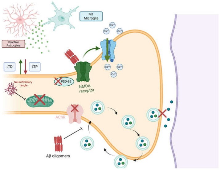Reciprocal Interactions Between Periodontal Disease and Alzheimer's Disease: Implications for Mutual Triggering, Exacerbation, and Treatment Interventions-A Comprehensive Review of the Literature.