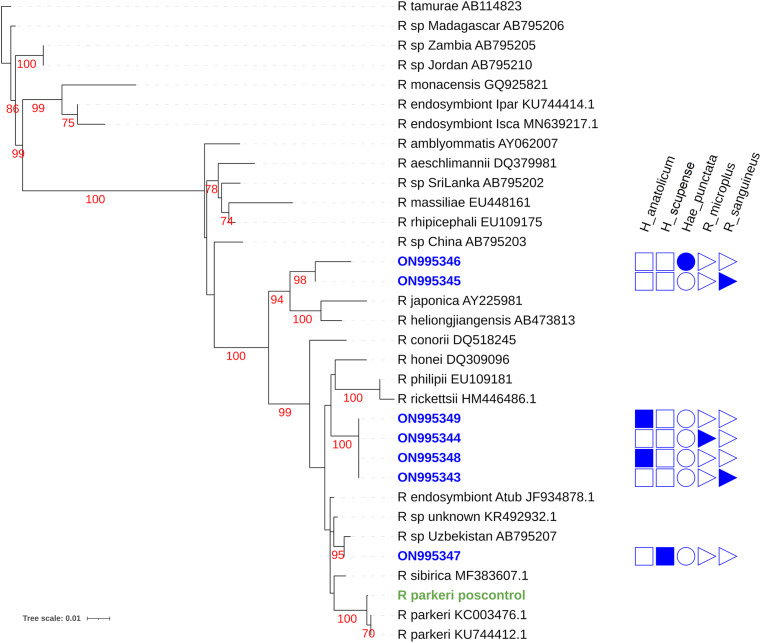 Molecular detection and characterization of spotted fever group <i>Rickettsia</i> and <i>Anaplasma</i> in ticks from Pakistan.