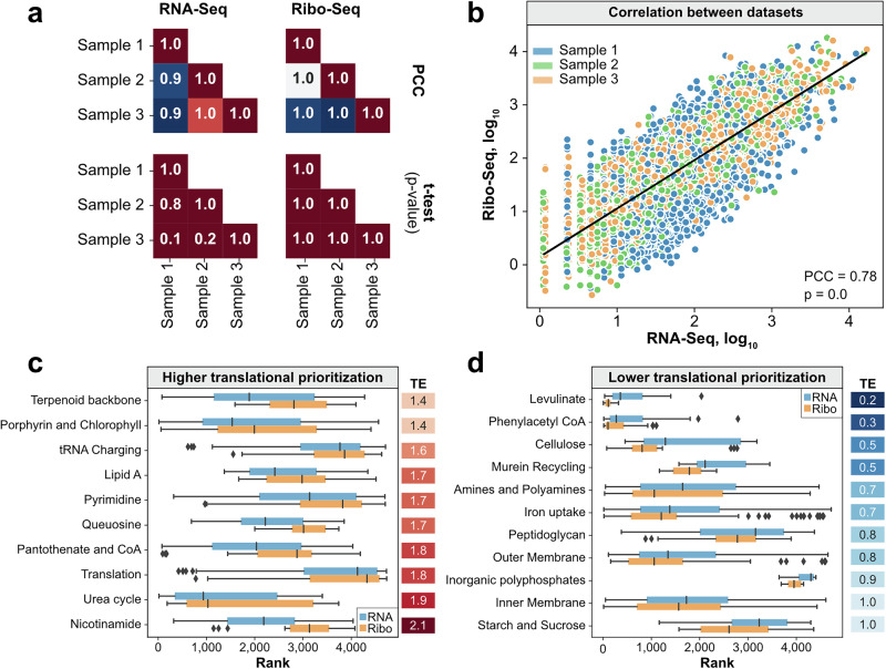 Model of metabolism and gene expression predicts proteome allocation in Pseudomonas putida.
