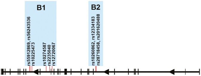 ABCB1 Gene Polymorphisms and Their Contribution to Cognitive Decline in Mild Cognitive Impairment: A Next-Generation Sequencing Study.