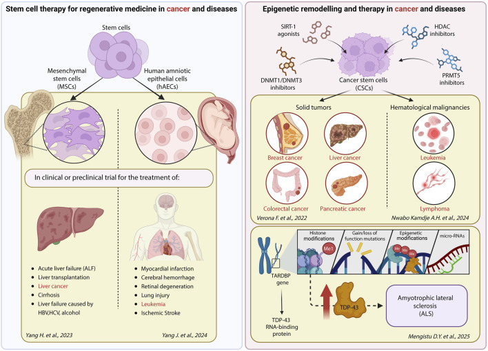 Editorial: Epigenetics and stem cell therapy in cancer and diseases.