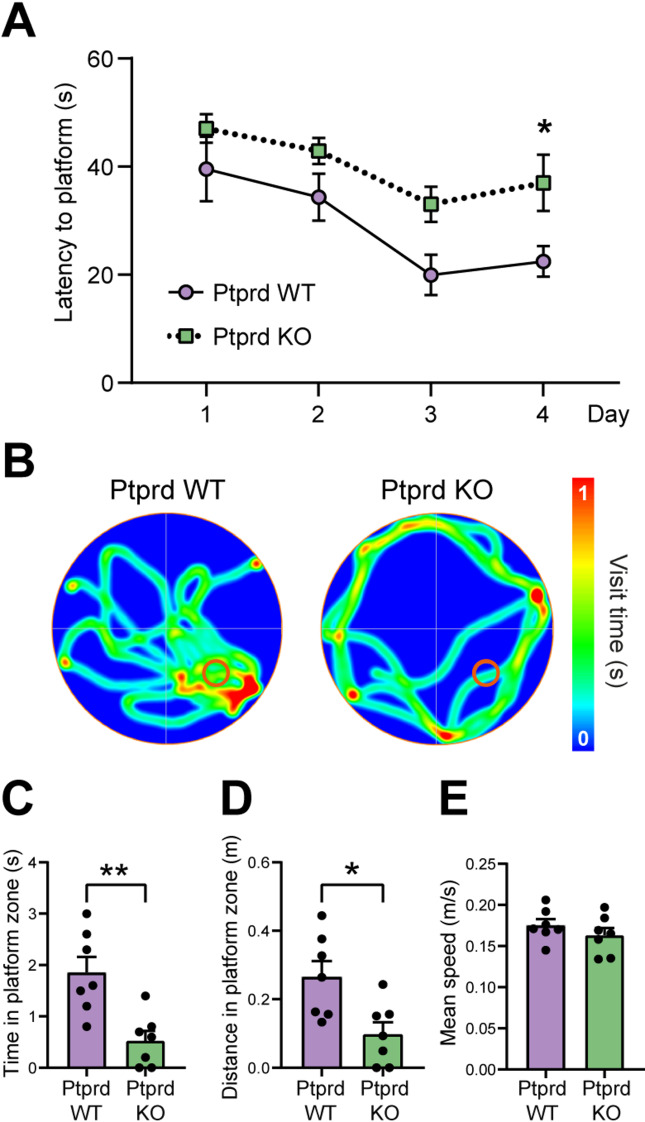 Ptprd deficiency promotes tau hyperphosphorylation and impairs cognitive function in aged mice.