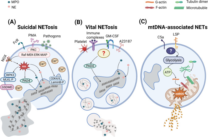 Exploring neutrophil extracellular traps: mechanisms of immune regulation and future therapeutic potential.