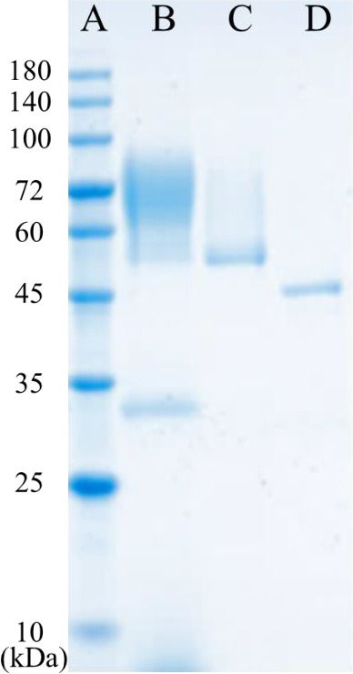 Characterization of Chitinase from White-Rot Fungus <i>Irpex lacteus</i> NK-1.