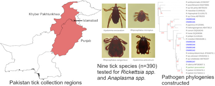 Molecular detection and characterization of spotted fever group <i>Rickettsia</i> and <i>Anaplasma</i> in ticks from Pakistan.