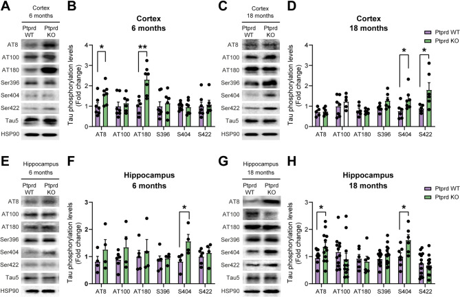 Ptprd deficiency promotes tau hyperphosphorylation and impairs cognitive function in aged mice.