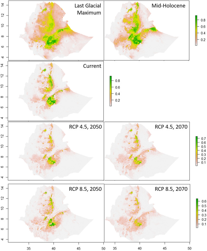 Modelling of past, current and future distribution of suitable habitat for Menelik's bushbuck (Tragelaphus sylvaticus meneliki Neumann, 1902) in the Ethiopian highlands.