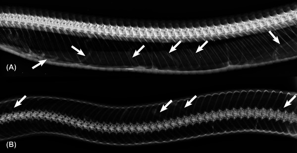 Abstract Image