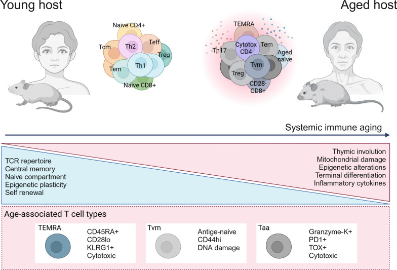 Meta-epigenetic shifts in T cell aging and aging-related dysfunction.