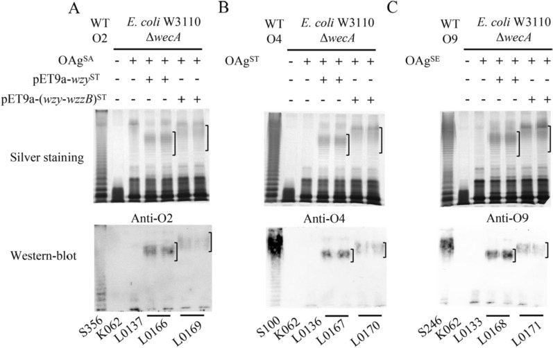 Genetic engineering of E. coli K-12 for heterologous carbohydrate antigen production.